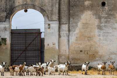 Masserie, caprette, acqua sorgiva e tanto verde: c'� un angolo di Bari rimasto fermo nel tempo